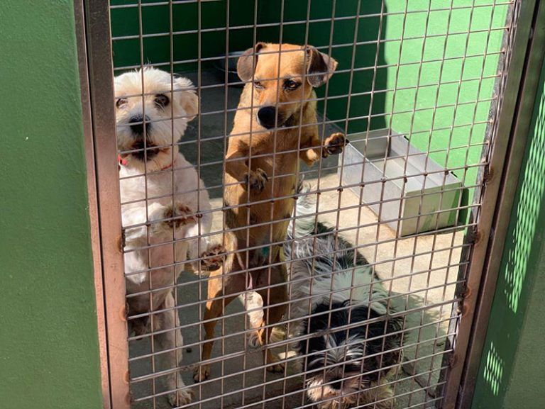 Perros de la protectora SARA que esperan por una adopción.