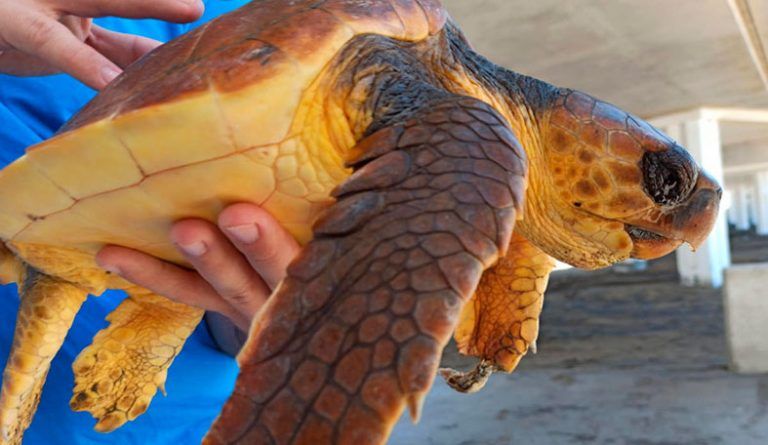 tortuga