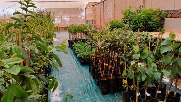 árboles frutales a la venta árboles frutales a la venta