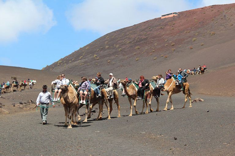 Noticias Yaiza | El Cabildo inicia el expediente para declarar Bien de Interés Cultural de carácter inmaterial la cabaña camellar de Lanzarote 