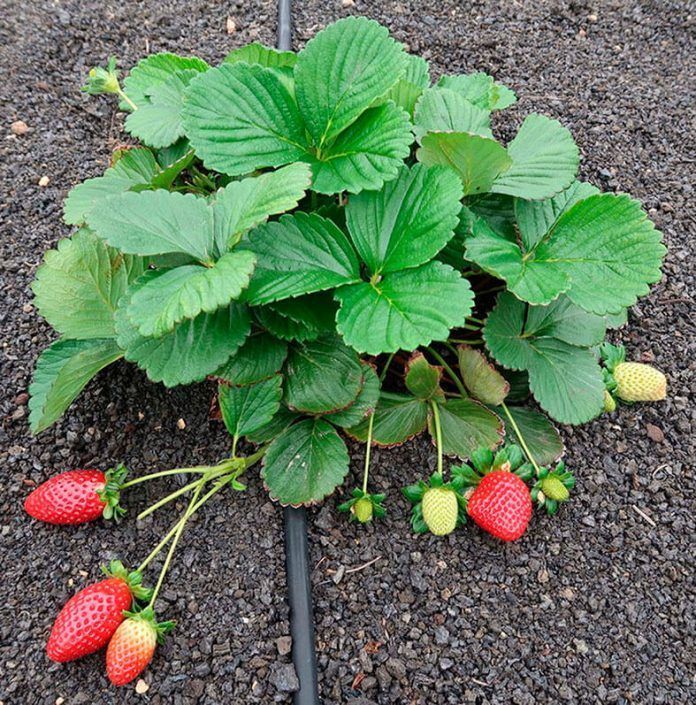 Noticias Lanzarote | Campaña de fresas