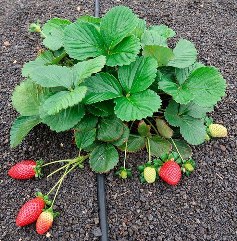 Noticias Lanzarote | Campaña de fresas