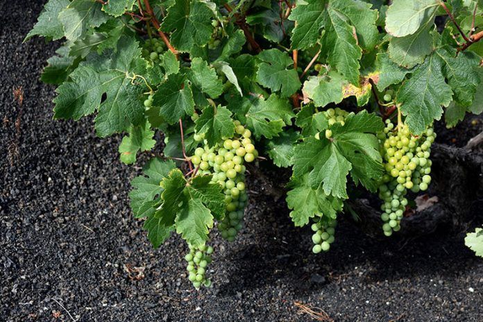 Noticias de Lanzarote | Vinos-de-Lanzarote