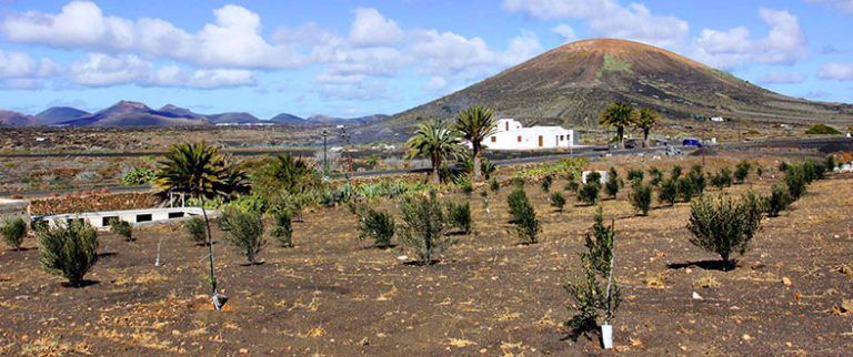 Noticias Lanzarote | Campaña olivos