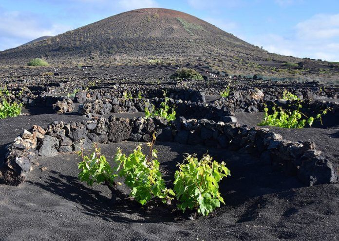 Noticias Lanzarote | Vinos de Lanzarote