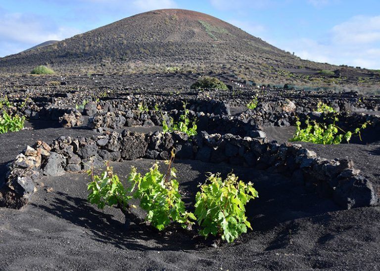 Noticias Lanzarote | Vinos de Lanzarote