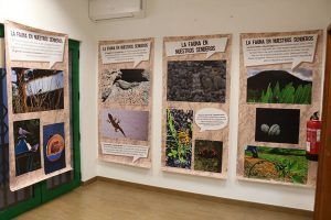 Exposición La Fauna de Lanzarote
