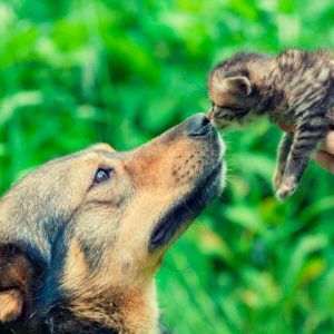 Perro y Gato