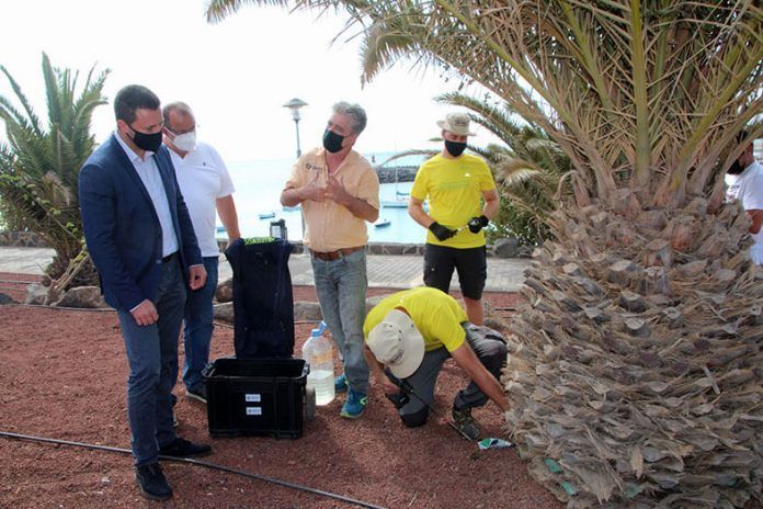 Este jueves han comenzado con el tratamiento en palmeras de Playa Blanca
