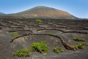 Noticias Lanzarote | Aprobadas las subvenciones de concesión directa para el sector de la viña de Lanzarote