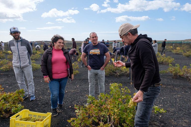 Noticias Yaiza | Bodegas El Grifo presenta su vendimia de invierno en Playa Quemada