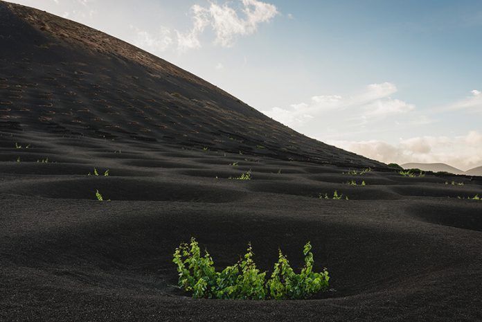 Noticias Lanzarote | Arranca la vendimia 2022 en Lanzarote
