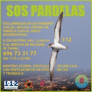 Noticias Lanzarote | El Cabildo pide colaboración ciudadana para evitar el deslumbramiento de los pollos de pardela ante el inicio de la época de aleteo