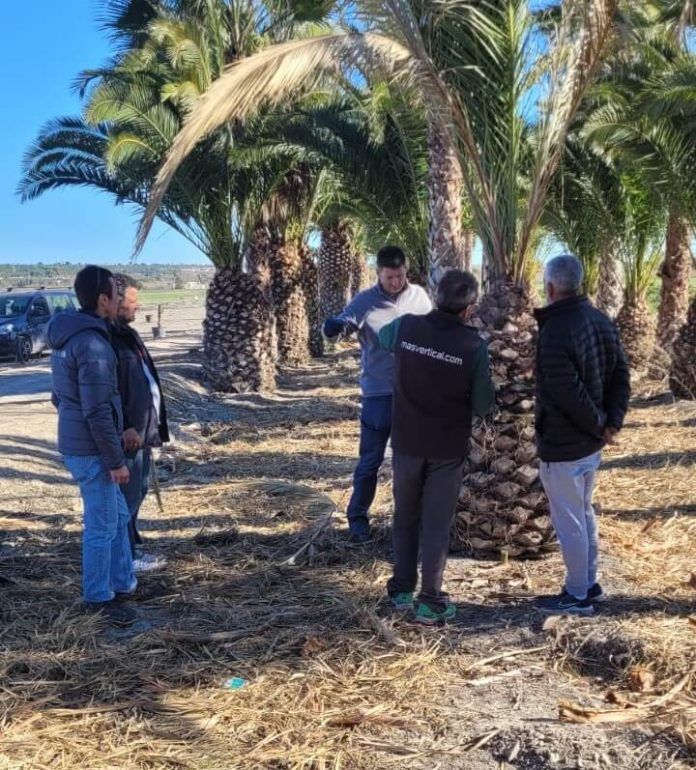 Noticias Yaiza | Yaiza forma a sus trabajadores en gestión de palmeras y sanidad vegetal