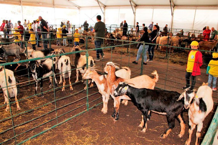 Noticias Yaiza | Uga invita a disfrutar este fin de semana de su XIV Muestra de Ganado