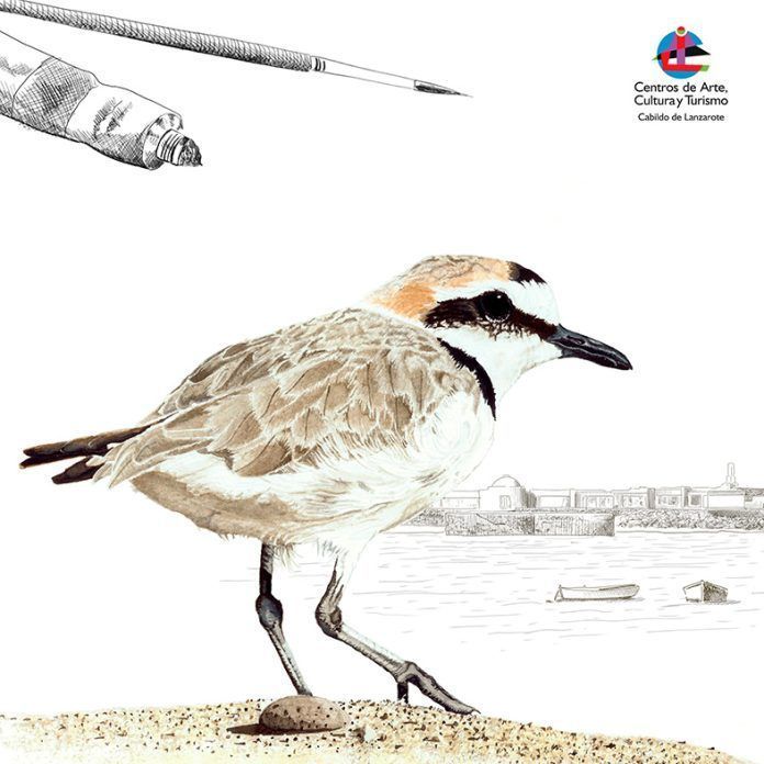 Noticias Lanzarote | Los Centros Turísticos ponen en marcha un Taller de ilustración Naturalista y Científica