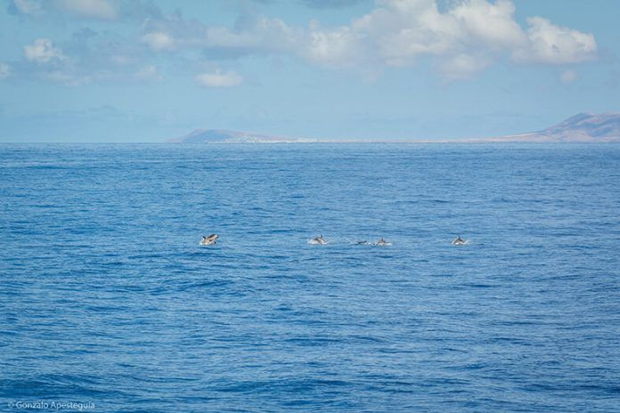 Noticias Lanzarote | Un centenar de personas disfruta de un avistamiento de cetáceos en la Reserva de la Biosfera de Lanzarote