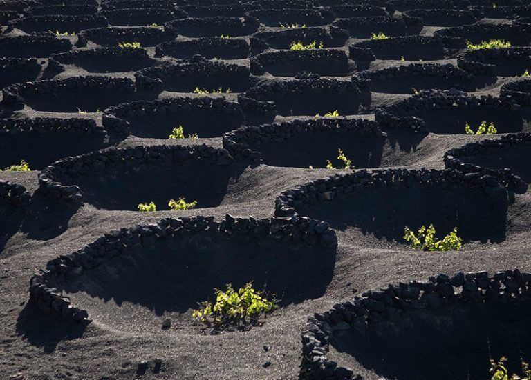 Noticias Lanzarote | Inicia la vendimia en Lanzarote 