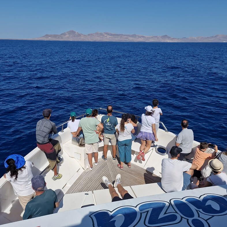 Avistados por primera vez delfines de Fraser en las aguas orientales de Lanzarote y Fuerteventura