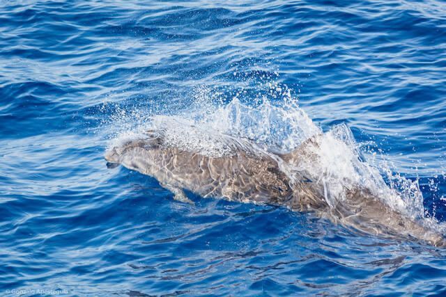 Noticias Lanzarote | Avistados por primera vez delfines de Fraser en las aguas orientales de Lanzarote y Fuerteventura