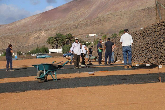 Noticias Lanzarote | El Cabildo concede más de medio millón de euros en ayudas para el sector agrícola de Lanzarote