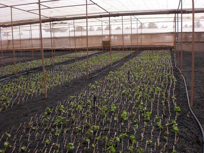 Viña Noticias Lanzarote | El Cabildo ayuda a los agricultores de Lanzarote a preparar nuevas plantas de viña