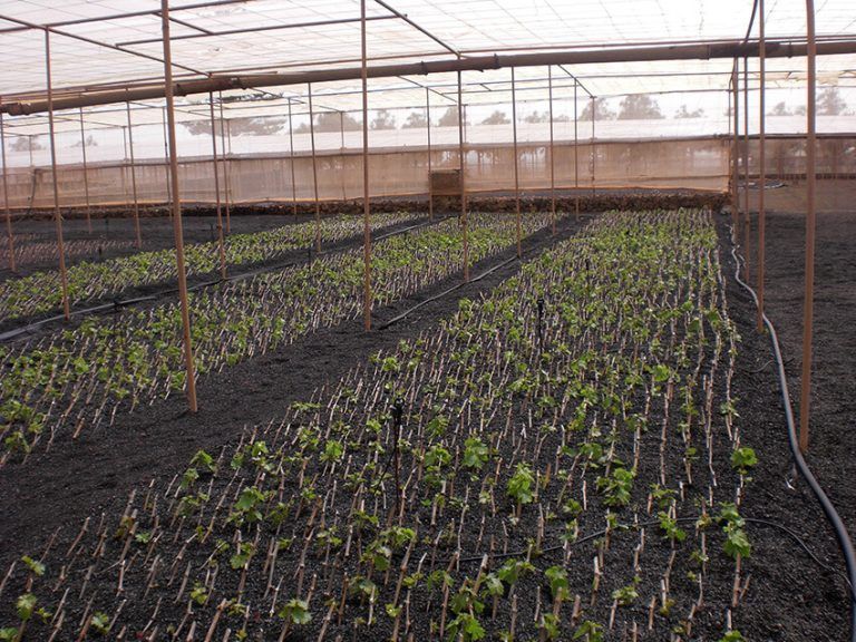 Noticias Lanzarote | El Cabildo ayuda a los agricultores de Lanzarote a preparar nuevas plantas de viña
