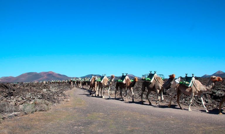 Noticias Yaiza | Yaiza se congratula del nuevo paso hacia el reconocimiento de la cabaña camellar como Bien de Interés Cultural