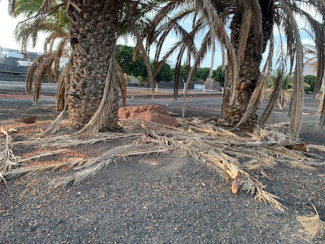 Noticias Playa Blanca | Una vecina de Playa Blanca denuncia la situación de los jardines en la zona de Las Coloradas