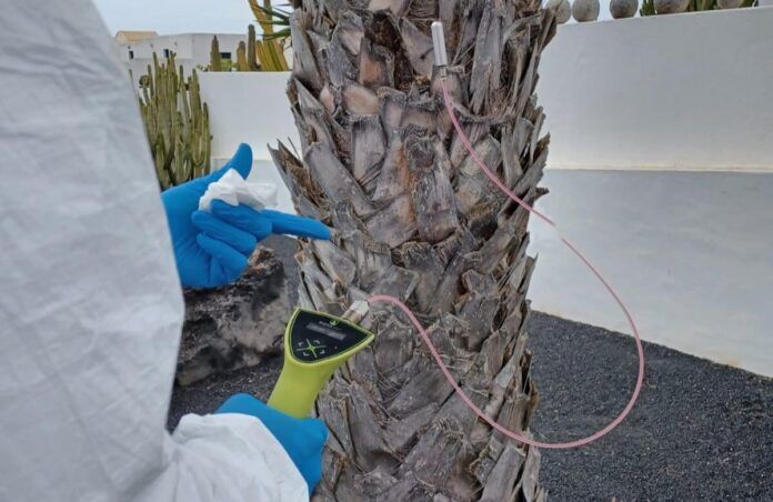 Noticias | Transición Ecológica y Cabildo de Lanzarote aplican tratamientos fitosanitarios mediante endoterapia a 1.697 palmeras