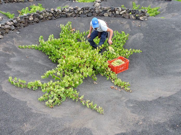 Bodegas-Vega-de-Yuco-(2) Noticias | Comienza la vendimia 2025 en Lanzarote con la Malvasía Volcánica como protagonista