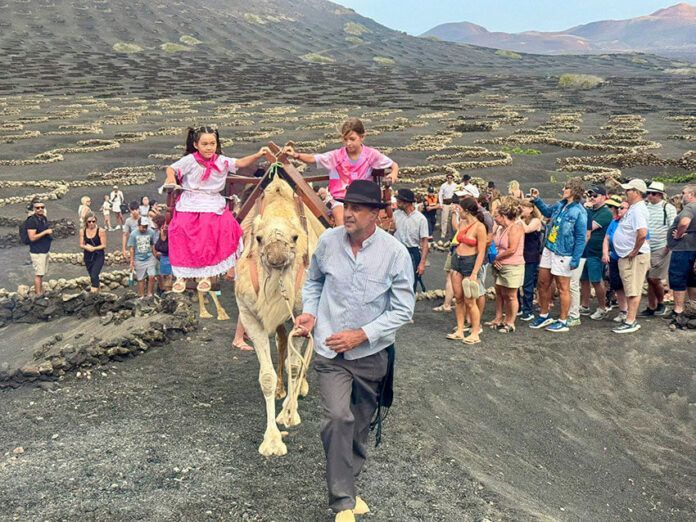 Noticias Yaiza | La vendimia tradicional cautiva a cientos de visitantes en La Geria
