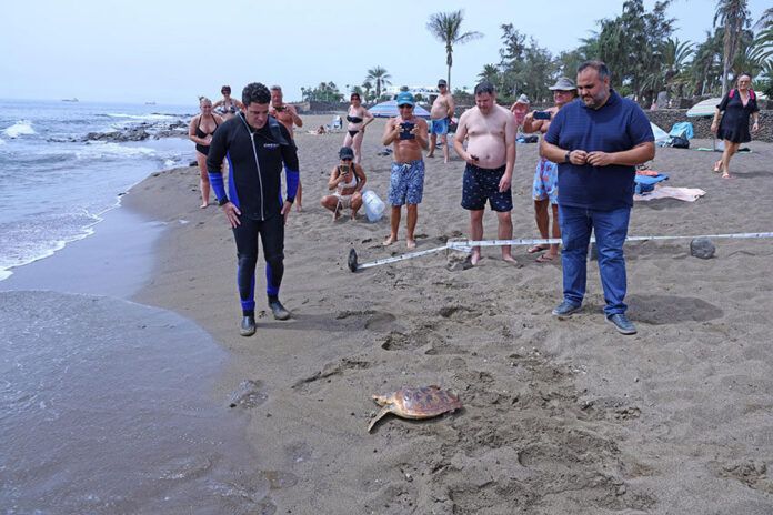 Noticias | El Cabildo devuelve al mar una tortuga boba encontrada entre Cocoteros y Charco del Palo