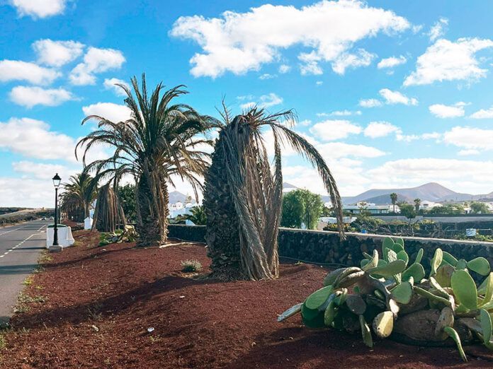 Noticias Yaiza | El Partido Popular de Yaiza exige al alcalde Óscar Noda la retirada inmediata del “cementerio de palmeras” de competencia municipal