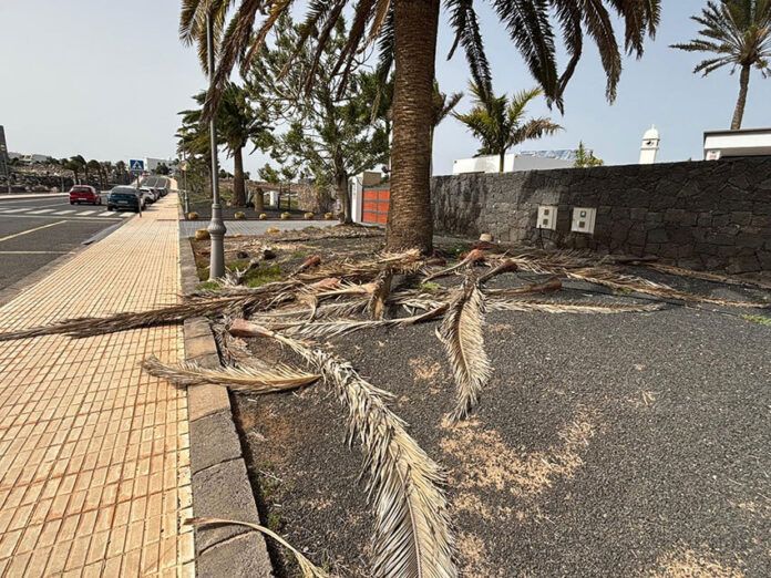 Noticias Playa Blanca | El Partido Popular carga contra el "abandono de las zonas verdes" en Playa Blanca