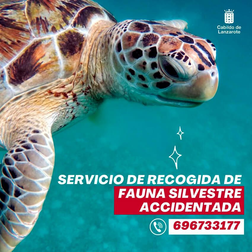 Noticias | El Cabildo integra el Servicio de Rescate de Fauna Accidentada en el Área de Medio Ambiente a partir del 1 de abril