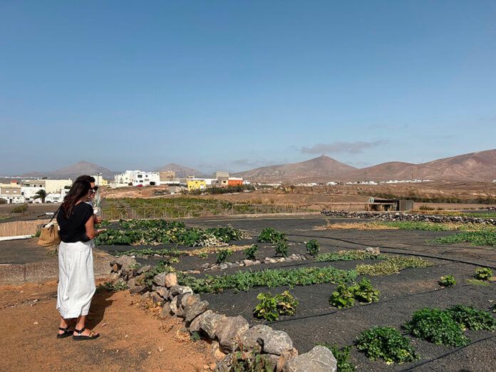 Terrenos del Centro de Biodiversidad Agrícola de Lanzarote Noticias | El Cabildo aprueba un convenio con la Asociación La Vida es Zuaina para impulsar proyectos sociales y agrícolas en el CBAL