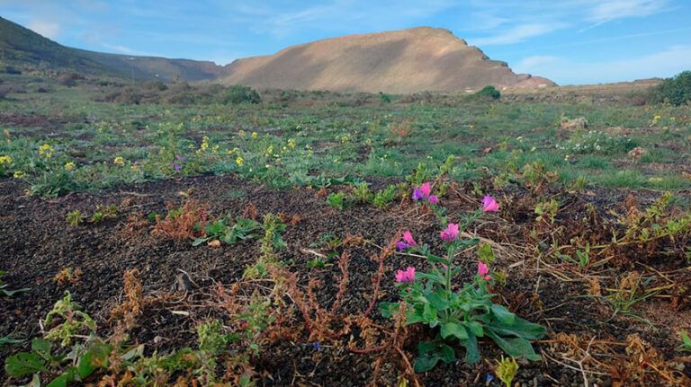 Noticias | La Reserva de la Biosfera organiza un paseo de interpretación de los usos de las yerbas de Lanzarote