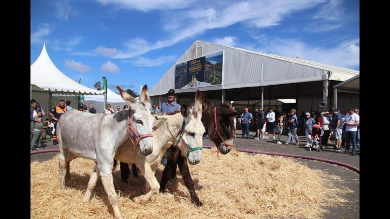 Noticias Yaiza | El sector primario exhibe su empuje en Uga con guiño al sector camellar