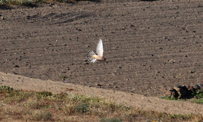 Noticias | El Cabildo coordina la recuperación de fauna silvestre herida en distintos puntos de Lanzarote