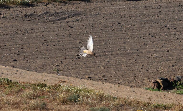 Noticias | El Cabildo coordina la recuperación de fauna silvestre herida en distintos puntos de Lanzarote