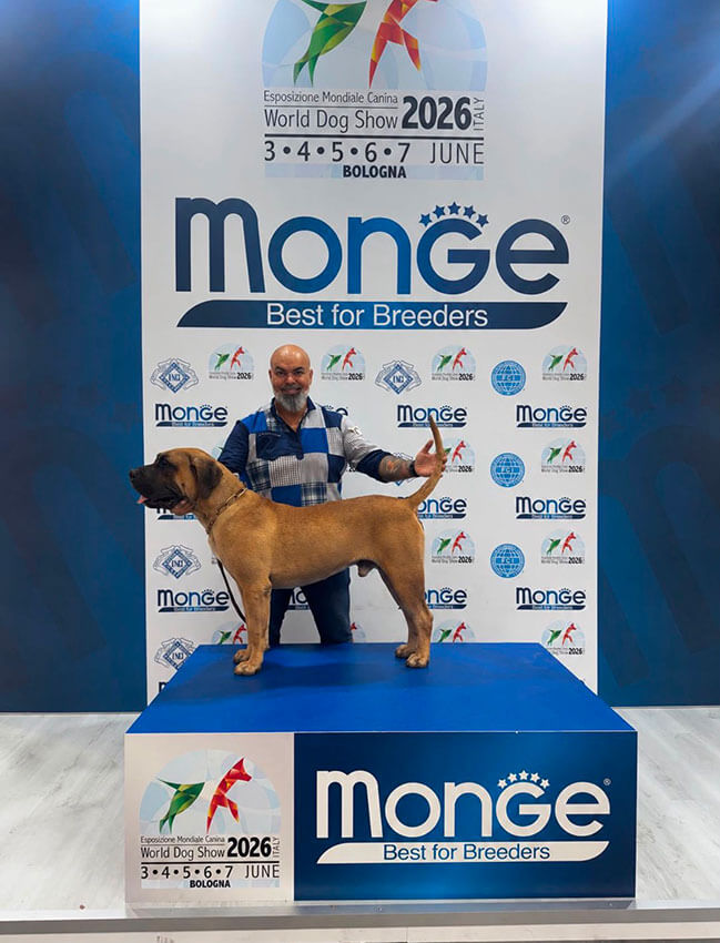 Noticias | Un Presa Canario de Lanzarote conquista el podio mundial en Bolonia