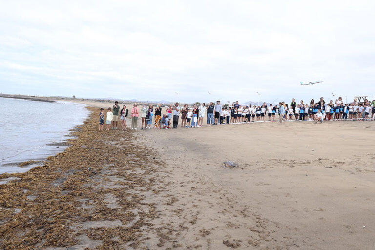 Noticias | El Cabildo devuelve al mar dos tortugas recuperadas tras varios meses de atención especializada