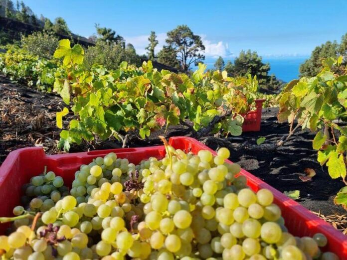 Canarias-flexibiliza-el-movimiento-de-uva-vendimia-2026 Noticias | Canarias flexibiliza el movimiento de uva para la vendimia 2026 y refuerza las medidas frente a la filoxera