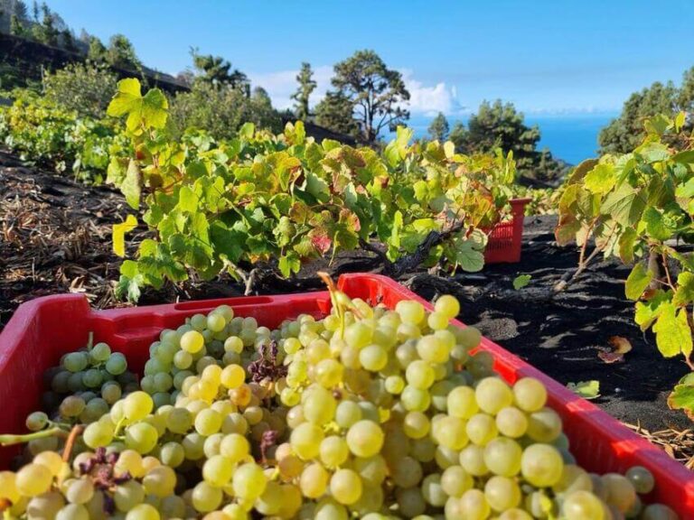 Noticias | Canarias flexibiliza el movimiento de uva para la vendimia 2026 y refuerza las medidas frente a la filoxera