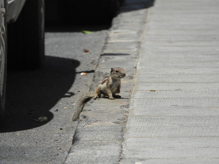 Ardilla-moruna-en-Lanzarote Noticias | El Cabildo alerta de los riesgos de la introducción de la ardilla moruna en Lanzarote